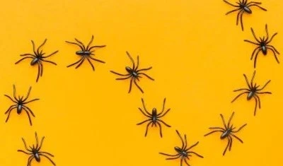 what-spider-are-you-quiz
